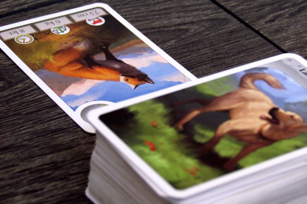 Cardline: Svět zvířat - připravená hra