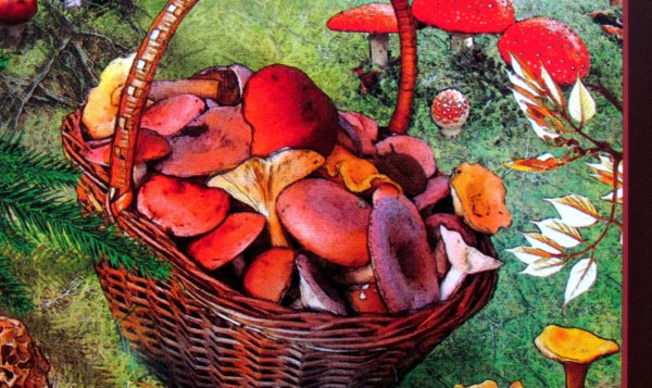 Foto: Recenze: Fungi - pojďte na stůl na houby! Foto: Recenze: Fungi - pojďte na stůl na houby!