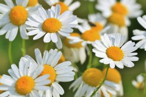 chamomile-401490_1280